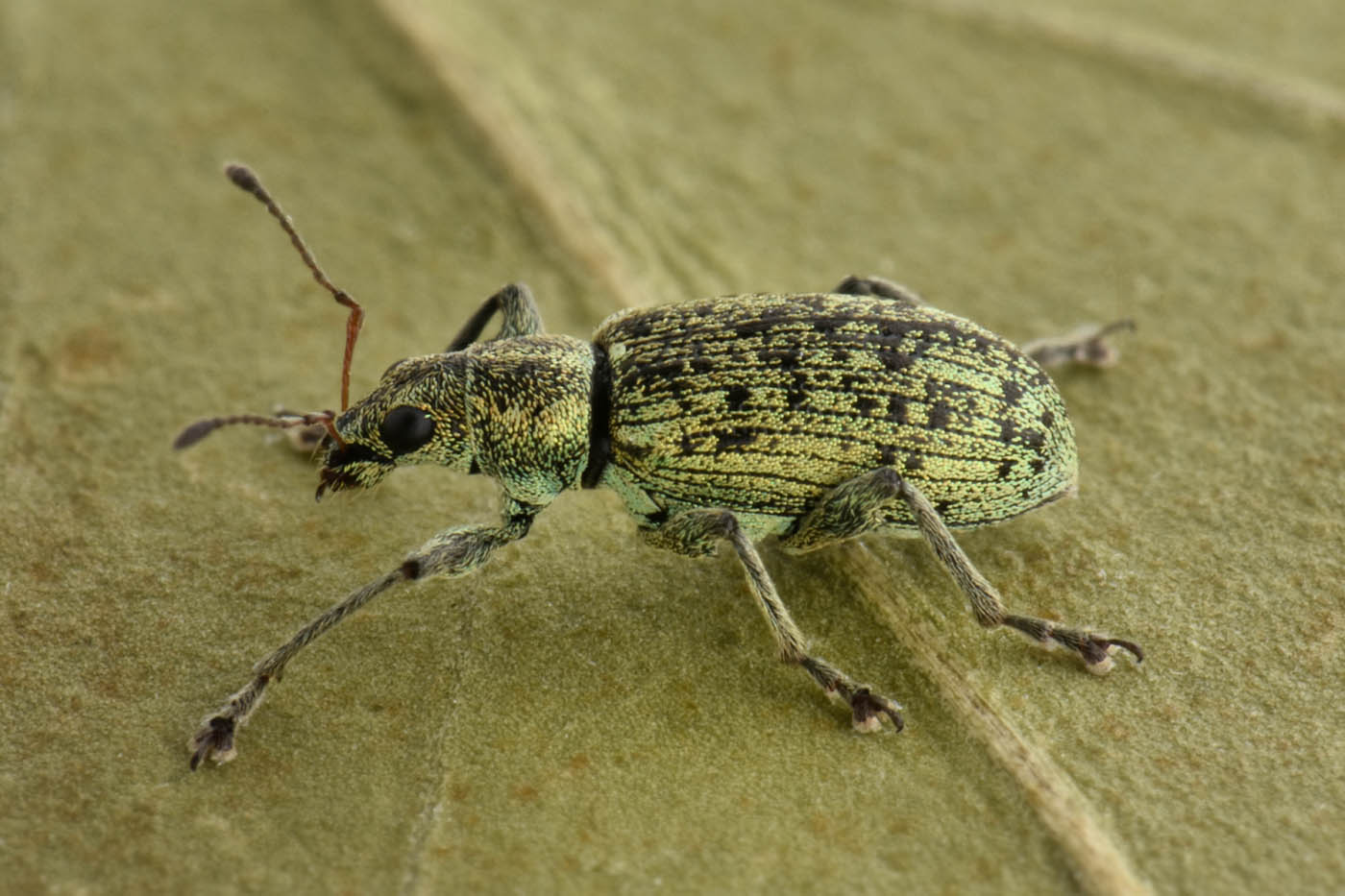 Curculionidae: Polydrusus cervinus?